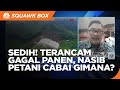 Petani Cabai Terancam Gagal Panen, Pemerintah Bisa Apa?