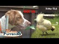 Reason Why Dog Was Obsessed Over A Silkie l Unlikely Furrends Ep 10