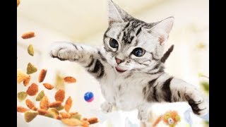 【あげるな危険！】猫に食べさせてはいけない食べ物