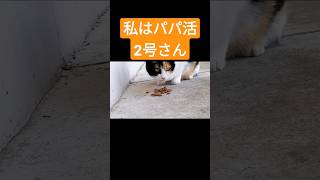 私はパパ活2号さん 2番目のパパ#三毛猫#野良猫