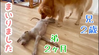 犬社会を学ぶ子犬と、兄の風格を出す先住犬