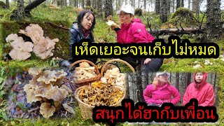 ep.4 โคตรป่าเห็ด🍄🍄🍄เยอะมาก เก็บไม่หวาดไม่ใหว เข้าใบไม้ร่วง🍂🍁🍁แล้วจ้า