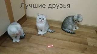 Милые котики и смешные котята скоттиш фолд и страйт 😻 Котята играют 🐱 Scottish Fold Kittens Cats