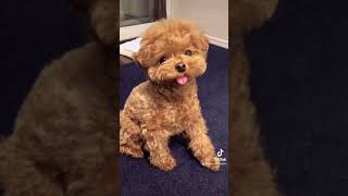 ぬいぐるみのようなトイプードル  #Shorts #dog #poodle #vlog #pet #toypoodle #トイプードル #ティーカッププードル #犬