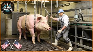 How Minnesota Farmers Make $100 Million From Pigs Farming | Farming Documentary