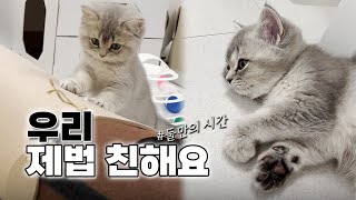 Vlogㅣ아기고양이와 둘이 놀기ㅣ공놀이ㅣ골골송ㅣ젤리 악수ㅣ집사 일상