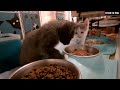 foster kitten livestream s14 e42 feb 19 2025