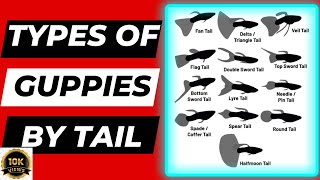 13 Types of guppies based on tail shape