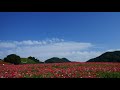 4k.天空のポピー畑 .poppy flowers in the sky.time lapse