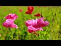 4k.天空のポピー畑 .poppy flowers in the sky.time lapse