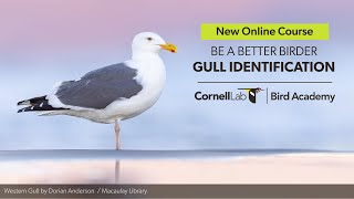 Be a Better Birder: Gull Identification