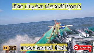 🐟அயிலை மீன் பிடிக்கும் முறை#mackerel fishing#life style of fisherman 🔥