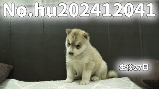 シベリアンハスキーの子犬販売 No.hu202412041 静岡県浜松市のブリーダー 2024年12月4日生 12月31日現在