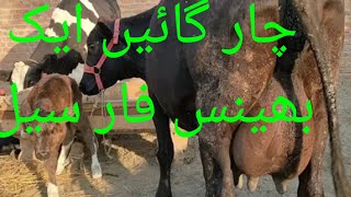 frozen cholistani cross char gay ek bhains for sale in Punjab Pakistan on YouTube)26)07)2024)