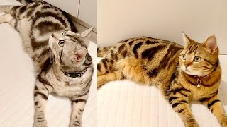 浴室乾燥で岩盤浴な猫  Cats Relax In The Bath Dehumidifier 【アメリカンショートヘア】お風呂