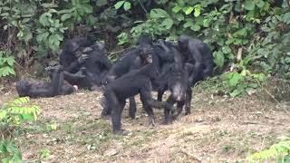 Bonobos Being Bonobos