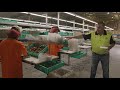 How To pack Strawberries on one of Caboolture's Largest Strawberry Farms