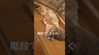 階段でくつろいでるだけの二人【11/7】 #cat #サイベリアン