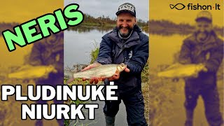 Neris | Pludinukė niurkt