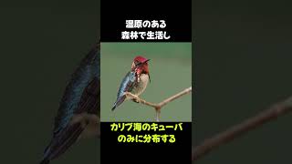 世界最小の鳥「マメハチドリ」の雑学 #動物 #生き物 #shorts #雑学 #豆知識 #おもしろい #鳥