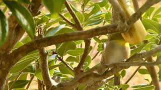 三毛猫ミミ日記〜晴れて、日向ぼっこをしたり、メジロさんが来て、野鳥観察もできましたにゃん♪