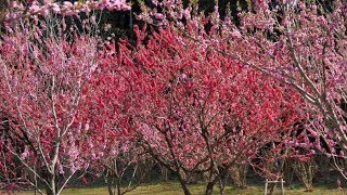 2017年 古河桃まつり