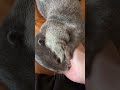 otter melonpan got tired and wanna hug daddy🥰🦦😁 cute otter ytshorts ytviral otternoise funny