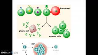 Bio 202 Immune System Explanation