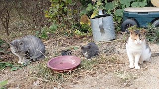 금순이,삼색이,퓨마~ 들고양이(cat)3마리 밥달라고 기달리고 있어요