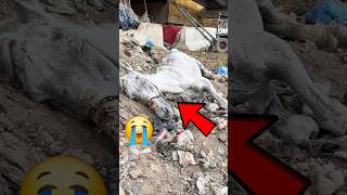 This POOR Horse Was LEFT To Die! 💔😭