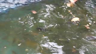 Fish pond | സുഹൃത്തിന്റെ വീട്ടില് നിന്നും😎