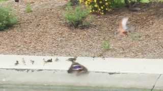 Hawk Vs Duckling!