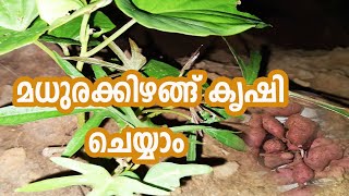 മധുരമൂറും മധുരക്കിഴങ്ങ് കൃഷി ചെയ്യാം  Sweet Potato Farming Agriculture Tips