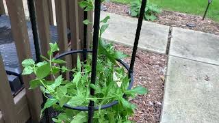 Kogrew Tower Garden Trellis Obelisk Plant Review, Spear a Mint