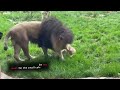 cute moment lion cub stands up to father picking on him prompting its mum to get involved swns