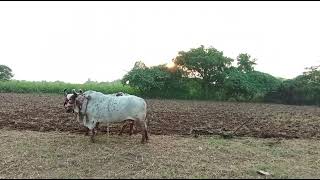 farming#videos#જુની પદ્ધતિ છે બળદ થી ખેડવા ની બધા ખેડુતો ને એક વીનતી કરું કે બળદ રાખજો હો મારા વાલા