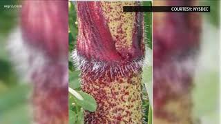 Giant Hogweed Is Widespread In WNY