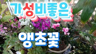 [환희사랑 VLOG]가성비좋은 앵초꽃/봄에 젤먼저 나오는꽃/호주매화꽃/시크라멘꽃(주부TV)베란다정원