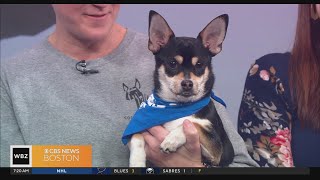 Adoptable pet from Great Dog Rescue New England set to star in annual “Puppy Bowl”