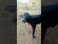 little buffalo in dairy farm #1millionviews #animals #trending #viralyoutube #ytshortsvideo