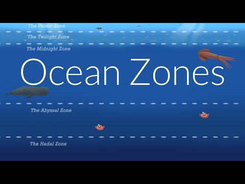 What are some animals that live in the open ocean zone?