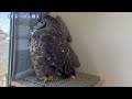 フクロウ飼い方入門 ＃３ 6つの心構え how to start life with owls part.3 six attitudes