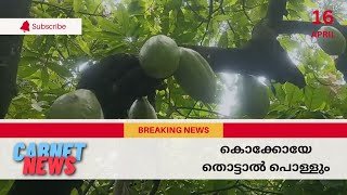 ആർക്കും വേണ്ടാതെ കിടന്ന കൊക്കോയ്ക്ക് ഇപ്പം തീ വില