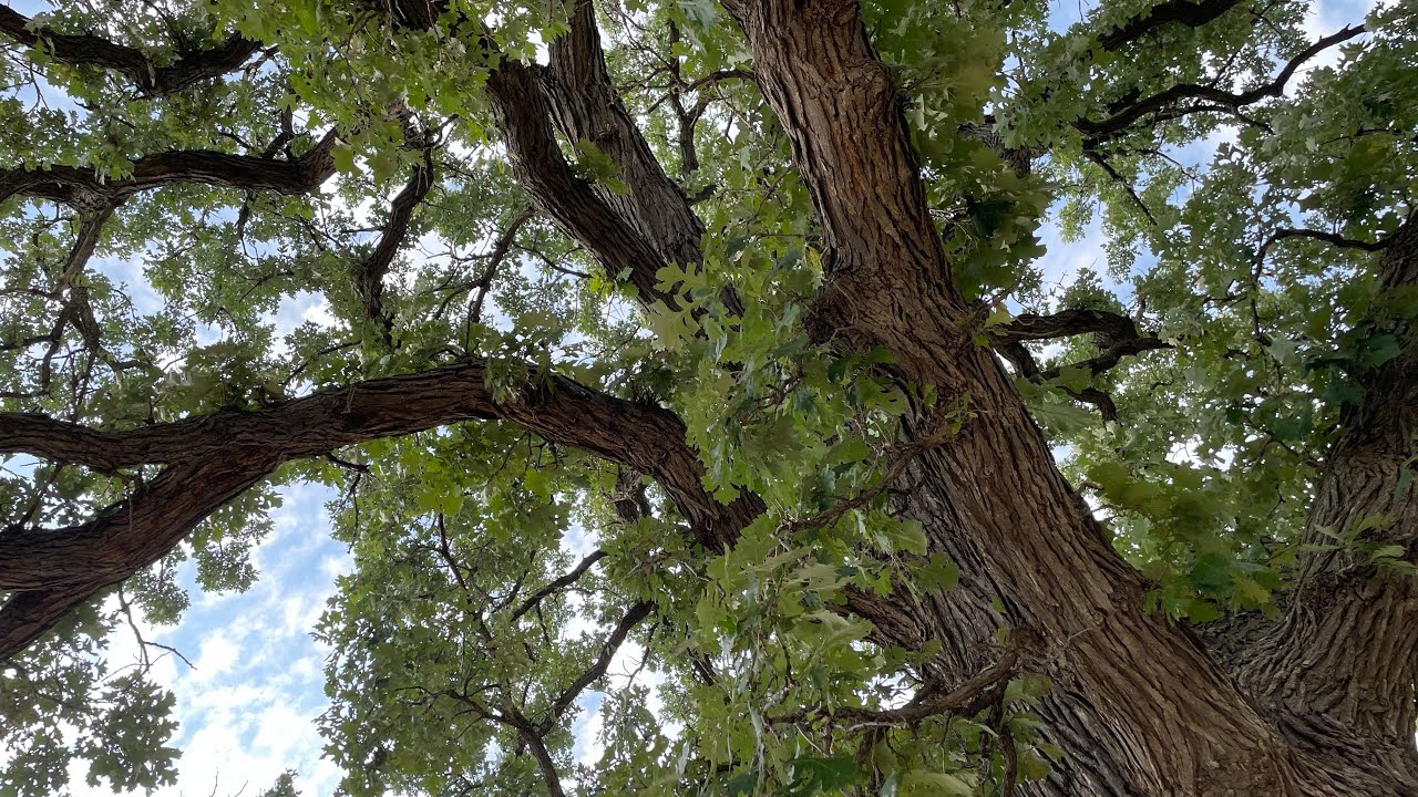 Daily Devotional Youtube