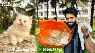 Persian Cats For Sale | 😱Quality kitty | Pure persian cats | persian cat price in india | #cats