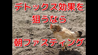 【デトックス効果】朝ファスティング