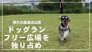 【ドッグラン】辰巳の森海浜公園を独り占めしてきました