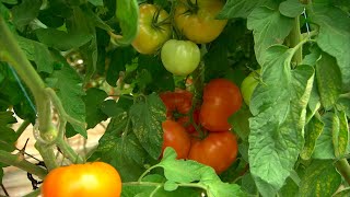 Adaptation à la Ferme et au marché-bistro aux petits oignons en cette période de pandémie