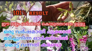 പൂക്കൾതരാൻ മടിച്ച ഓർക്കിഡ് മൊട്ട് വന്നു //best fertilizer for orchid plants #orchid #fertilizer #tip