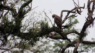 Birds of Jaldapara National Park: A Glimpse